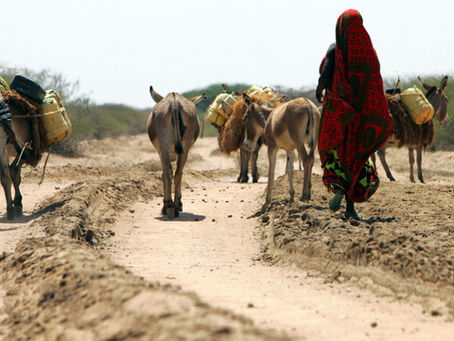 As other African countries ban donkey slaughter, Kenya doubles down to meet Chinese demand