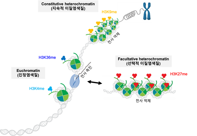 그림 1 염색질.png
