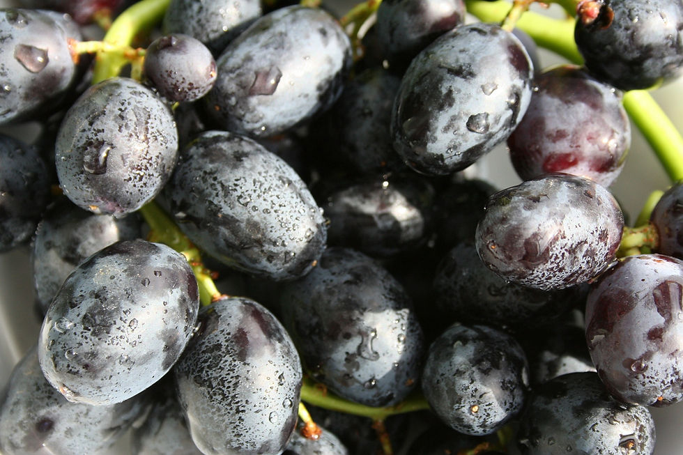 Black Grapes