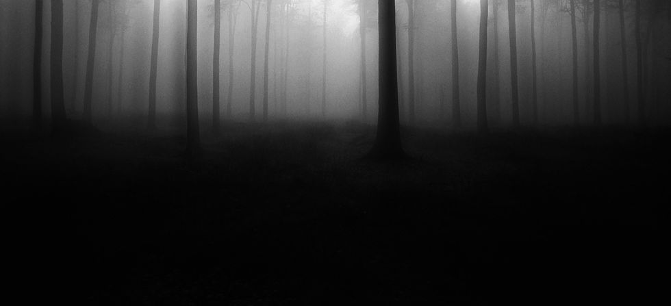 Foggy Forest Scene_edited.jpg