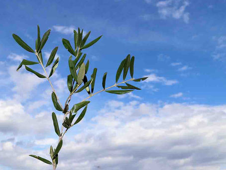 DOMENICA DELLE PALME