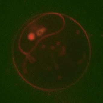 A giant liposome (red) reconstituted with TCR (receptor) and Lck (kinase), recruited ZAP70 (green) from the solution in respone to ATP addition.