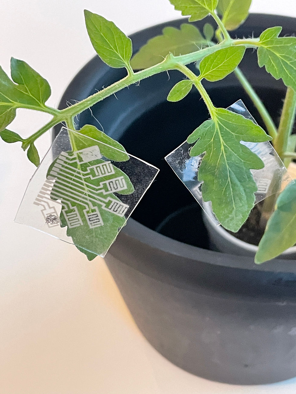 Plant with Verdia Diagnostics VOC sensor (image courtesy of Verdia Diagnostics)
