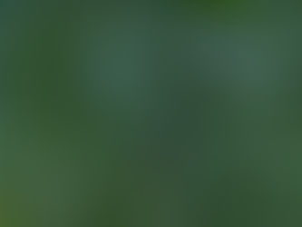 Bird Song and Brain Health