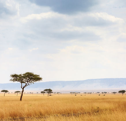 kenya-open-field-with-elephants-in-background-2024-09-19-09-13-33-utc.jpg