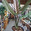 Thumbnail: 6" Alocasia Lauterbachiana, Variegated