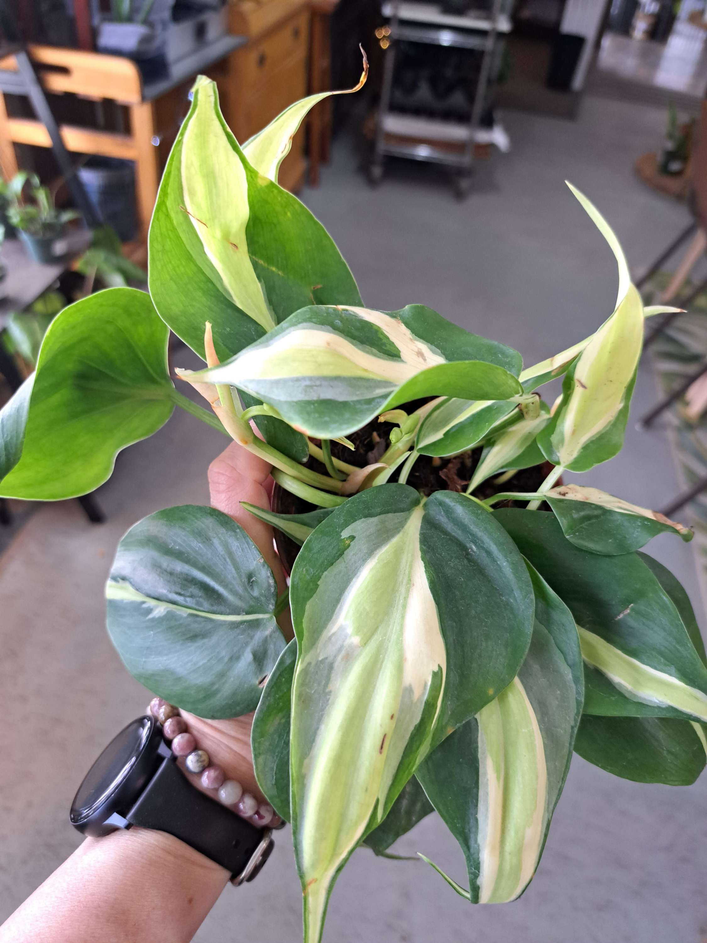 4" Philodendron Rio