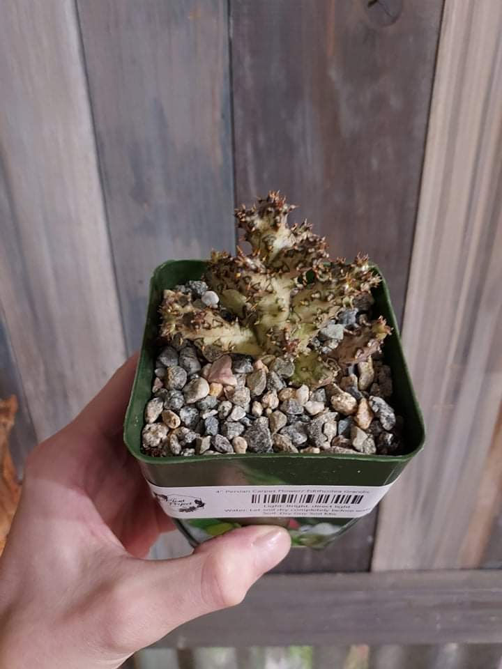 4" Persian Carpet Flower/ Edithcolea Grandis