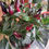 Thumbnail: 4" Ornamental Peppers