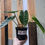 Thumbnail: 4" Philodendron Billietiae