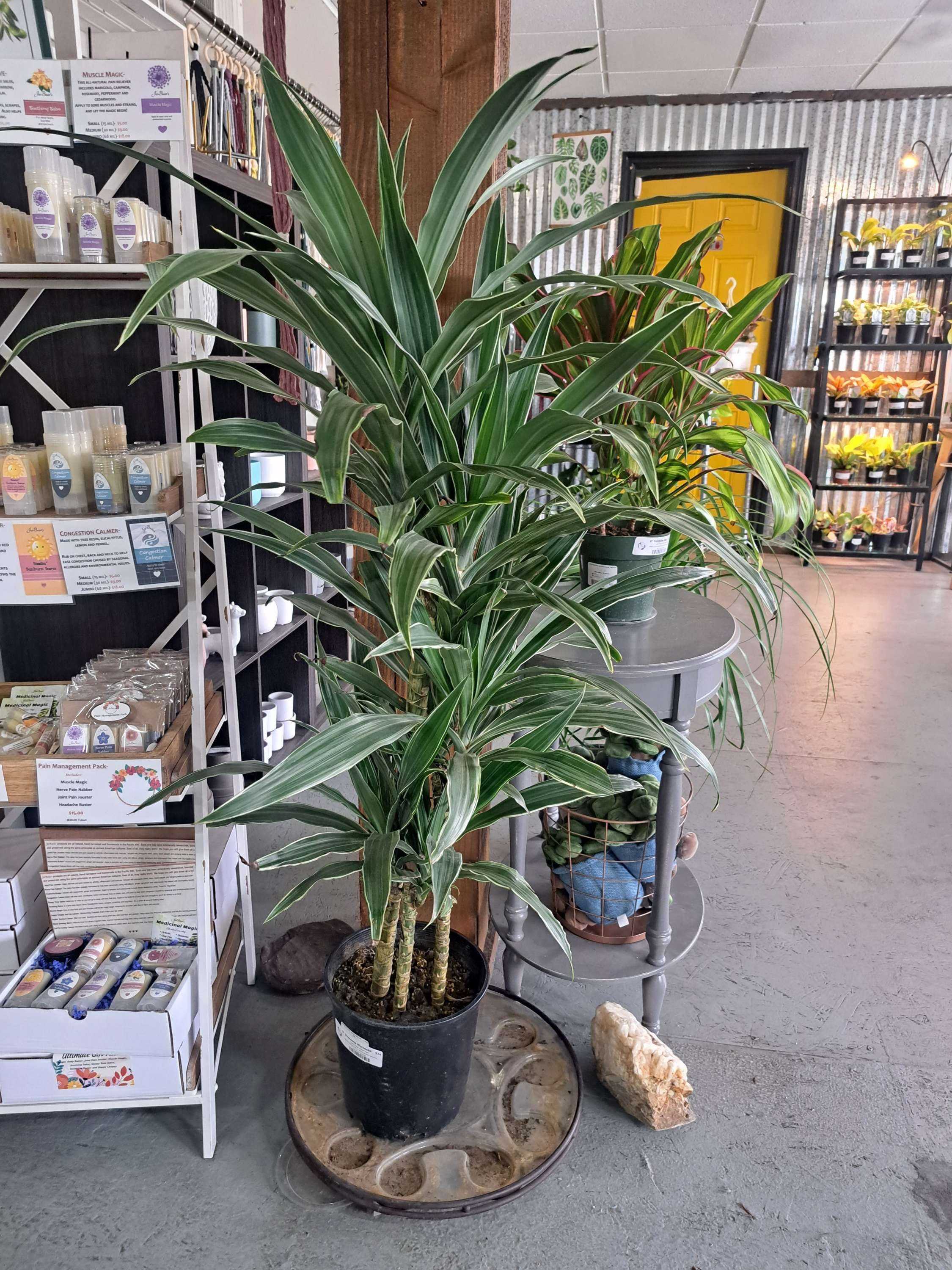 9" Dracaena Warneckii