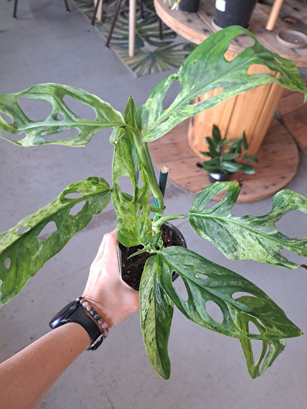 4" Monstera Adansonii, Mint