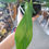 Thumbnail: 4" Philodendron Joepii