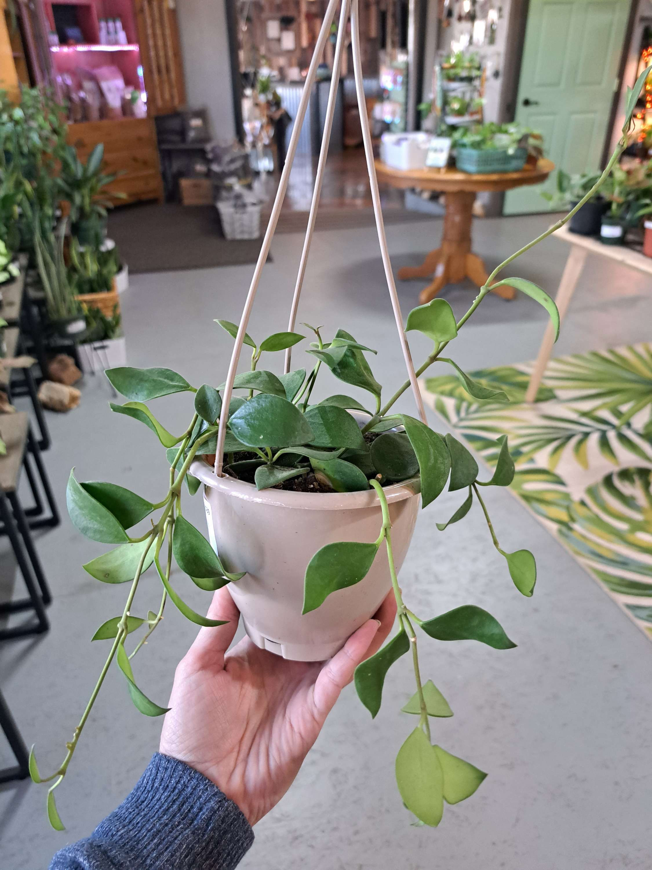 4" Hoya Nummularioides