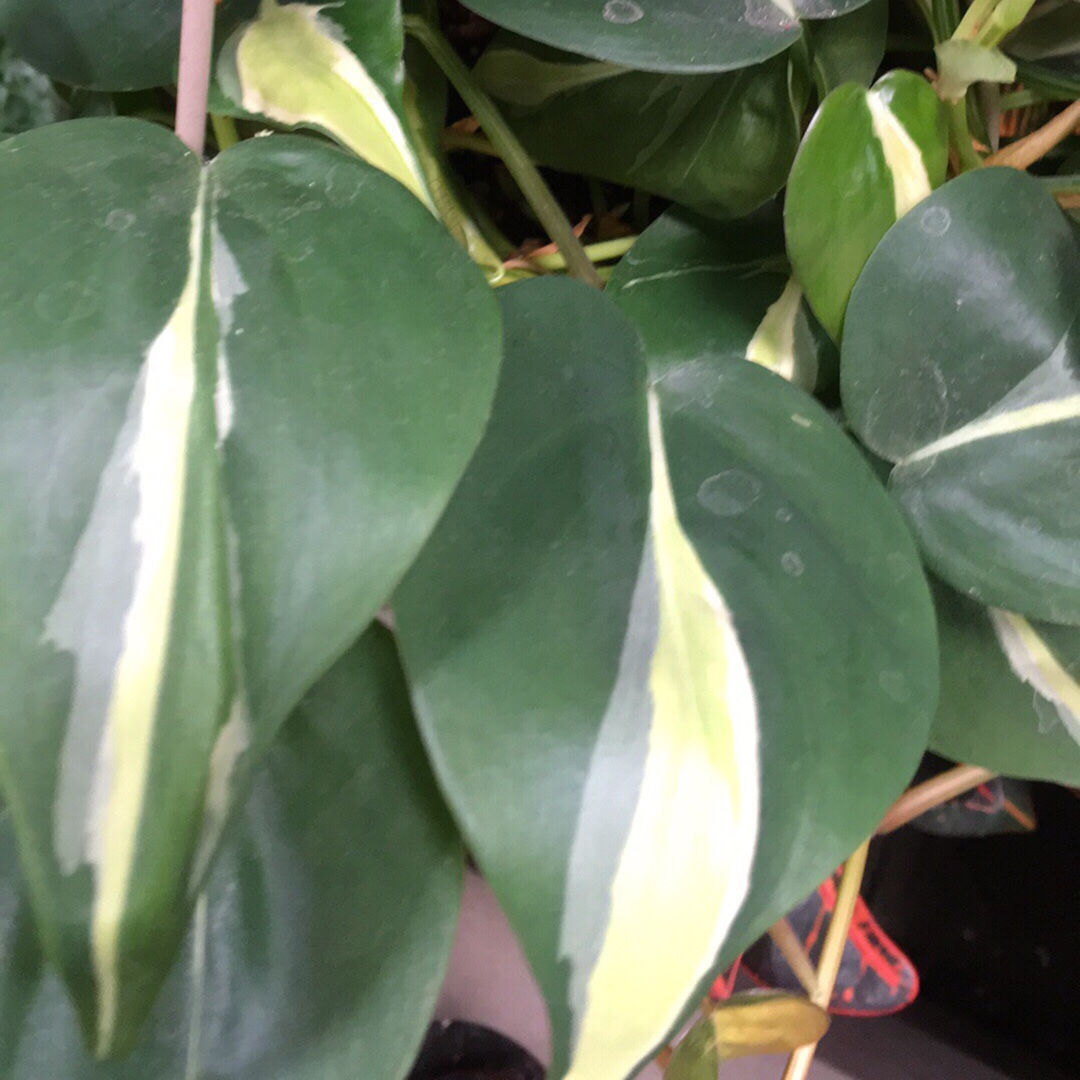 4" Philodendron Silver Stripe