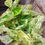 Thumbnail: 6" Snow Queen Pothos