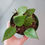 Thumbnail: 4" Hoya Parasitica, Black Margin