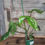 Thumbnail: 4" Philodendron Florida Beauty, Green