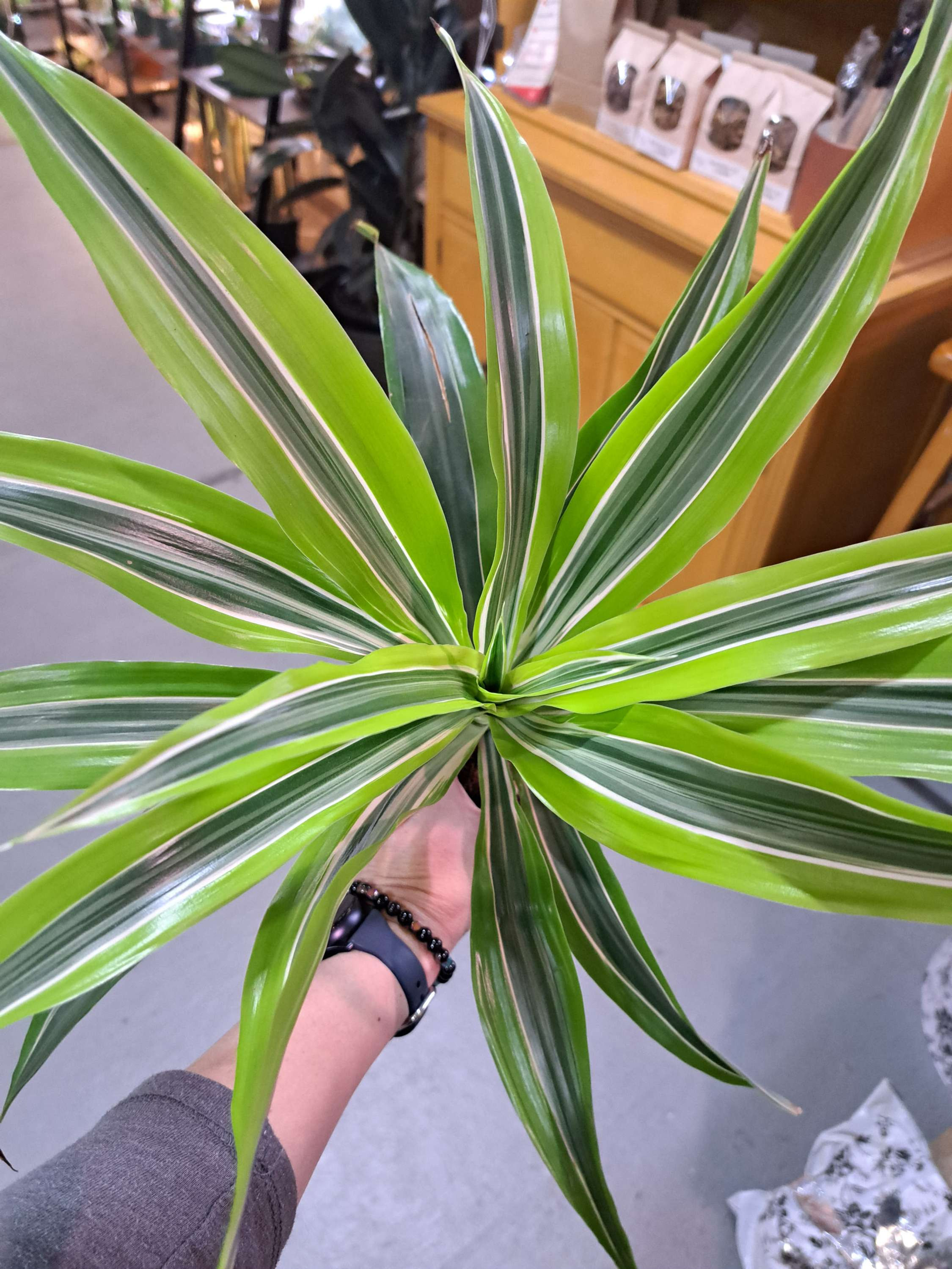 4" Dracaena Lemon Lime