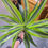Thumbnail: 4" Dracaena Lemon Lime