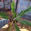 Thumbnail: 6" Philodendron Ring of Fire