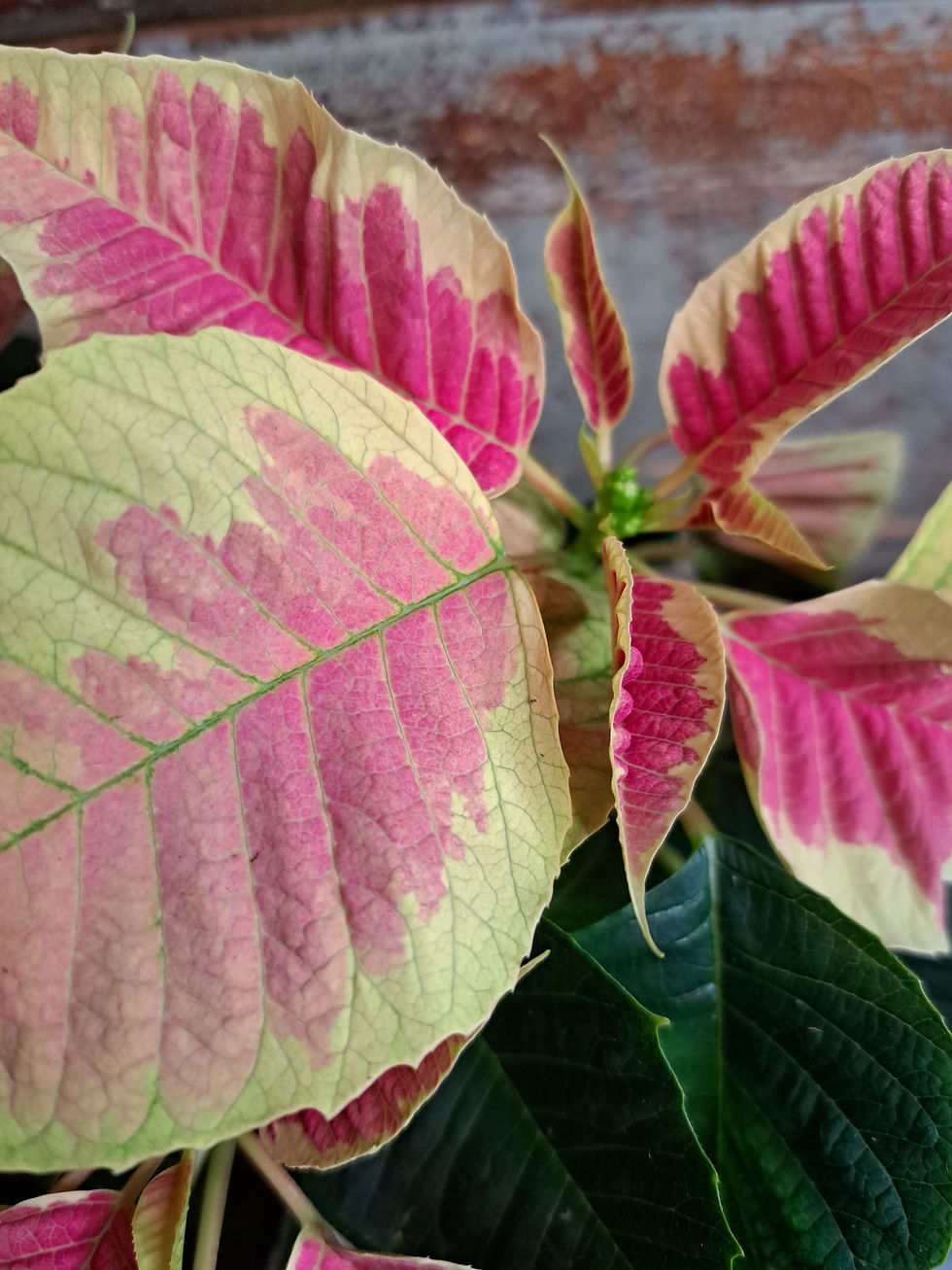 Thumbnail: 4" Poinsettia- Christmas Beauty Marble