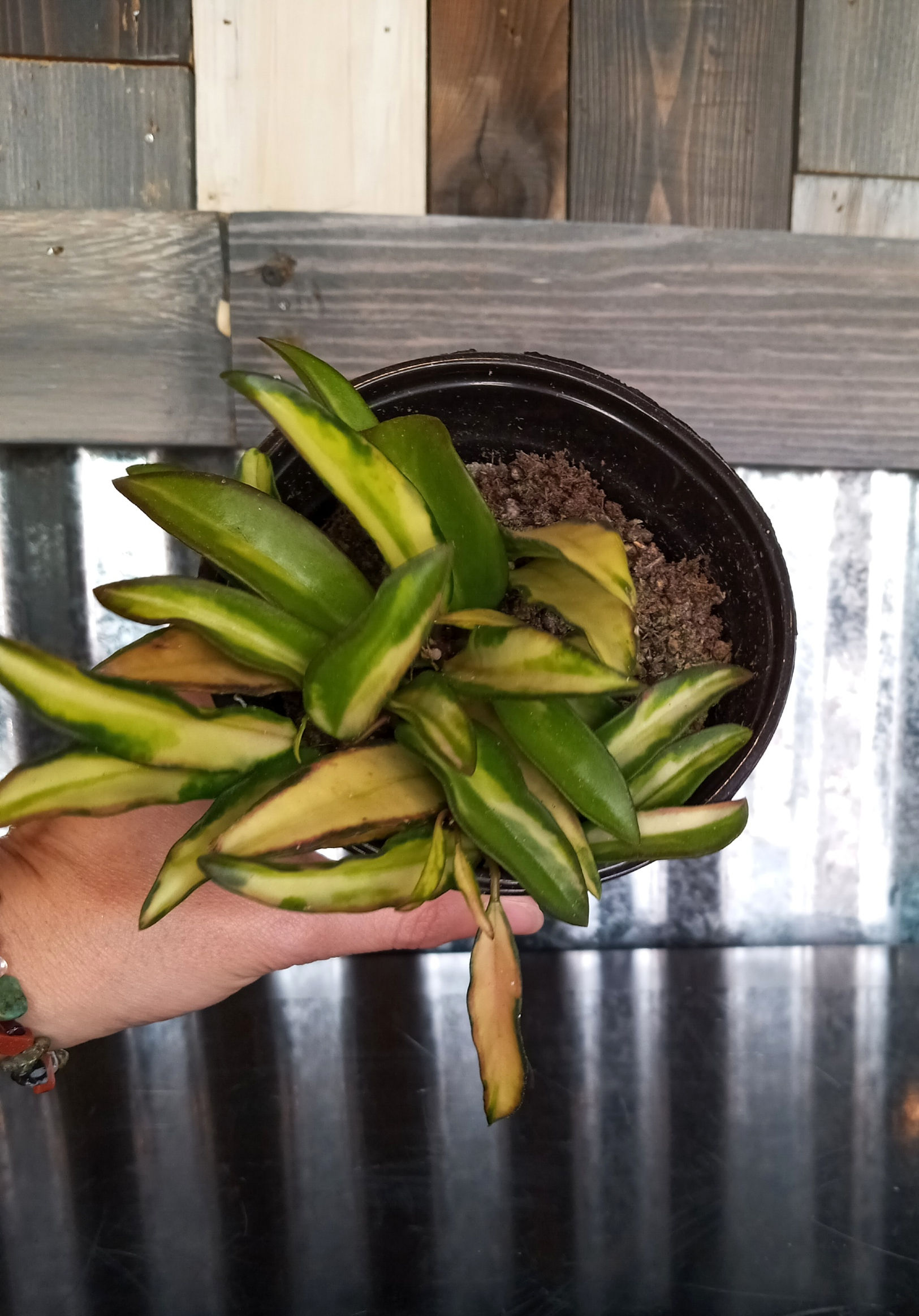 4" Variegated Hoya Wayettii