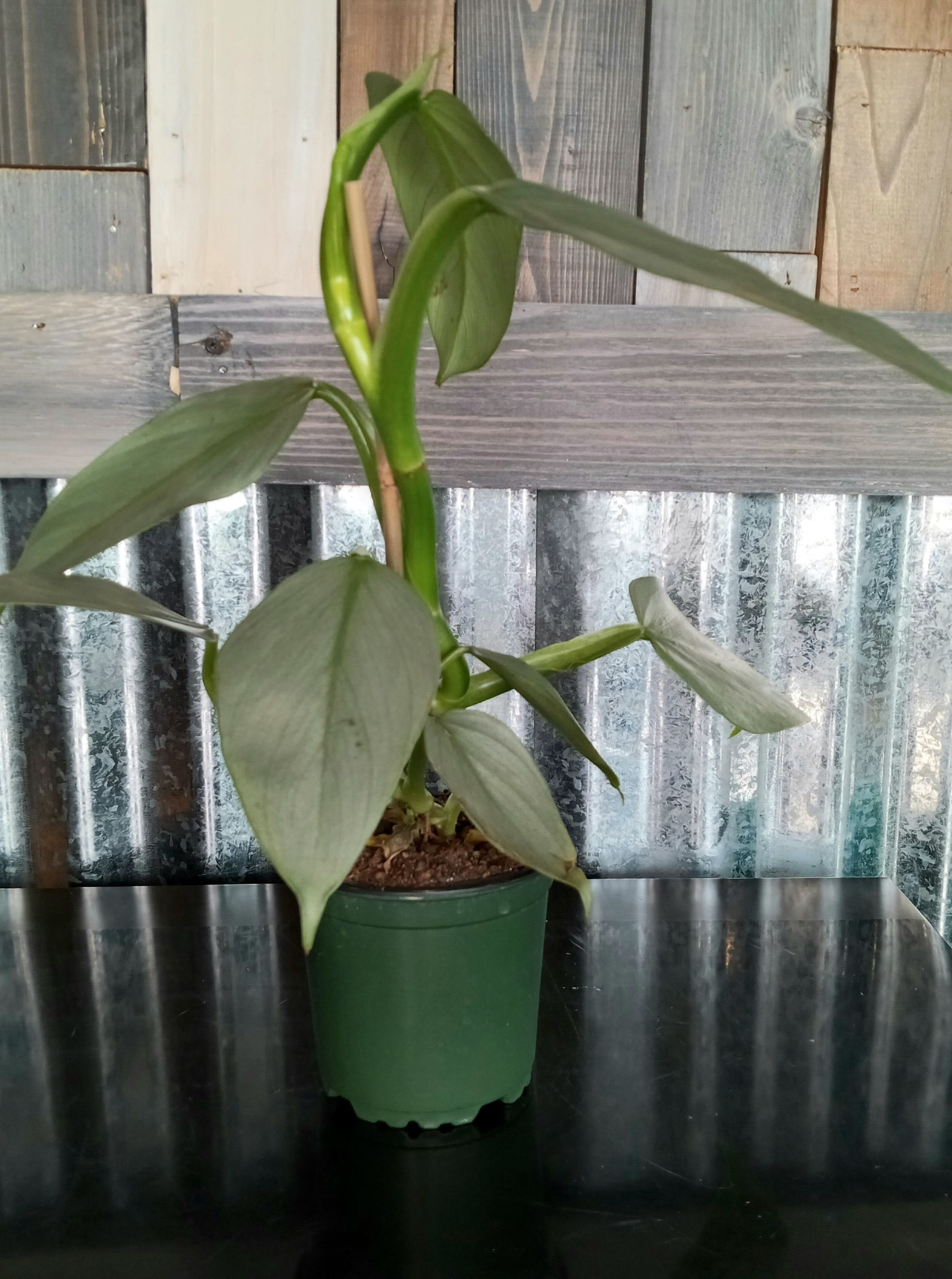 4" Philodendron Silver Sword