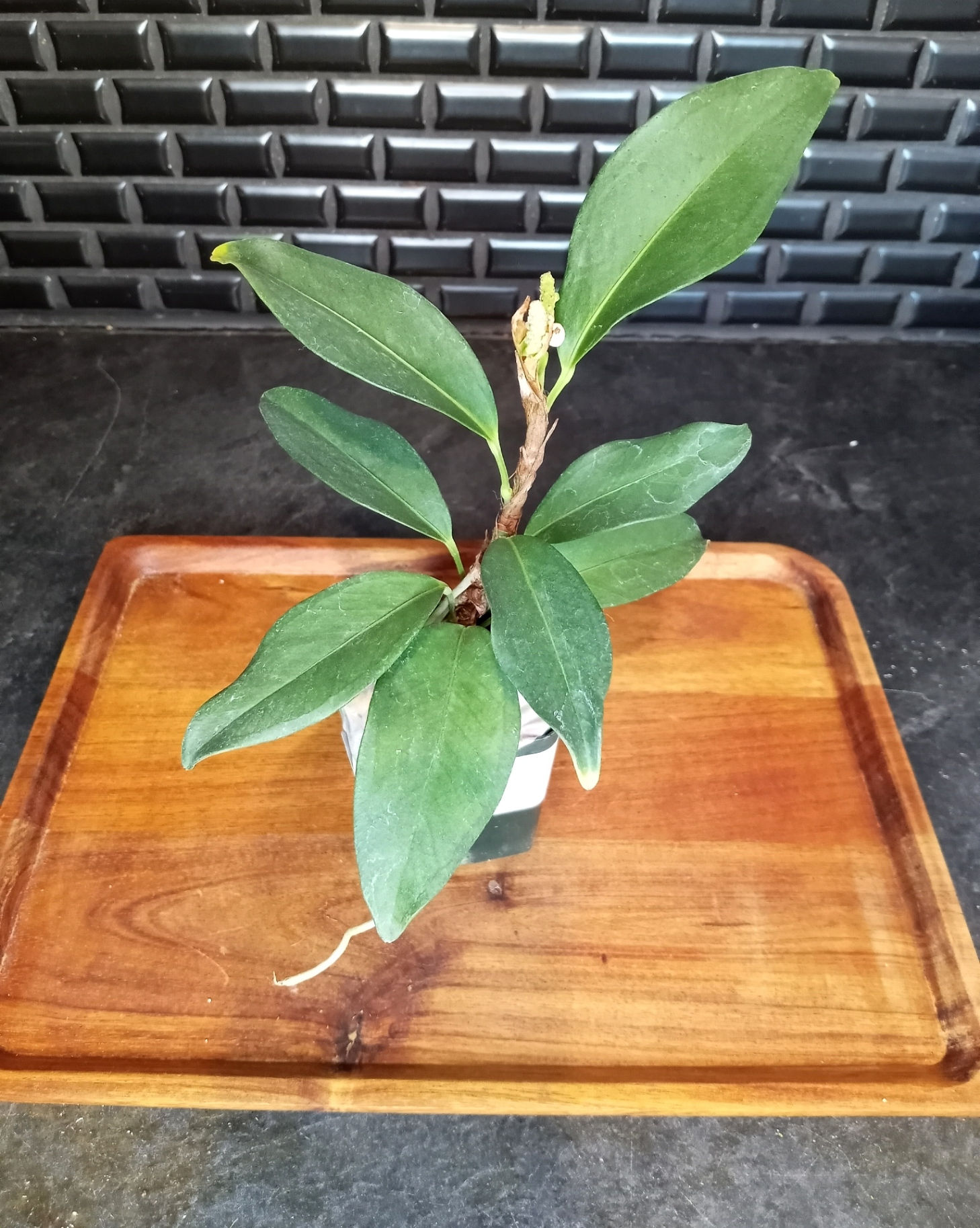 3" Anthurium Scandens