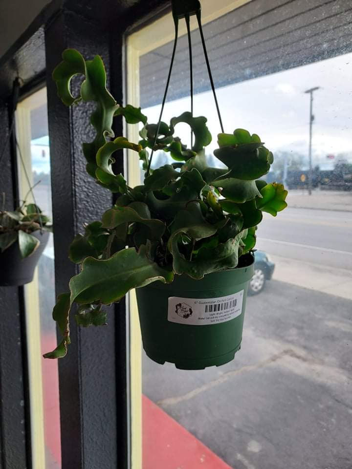 6" Guatemalan Orchid Cactus