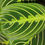 Thumbnail: 6" Maranta - Lemon Lime