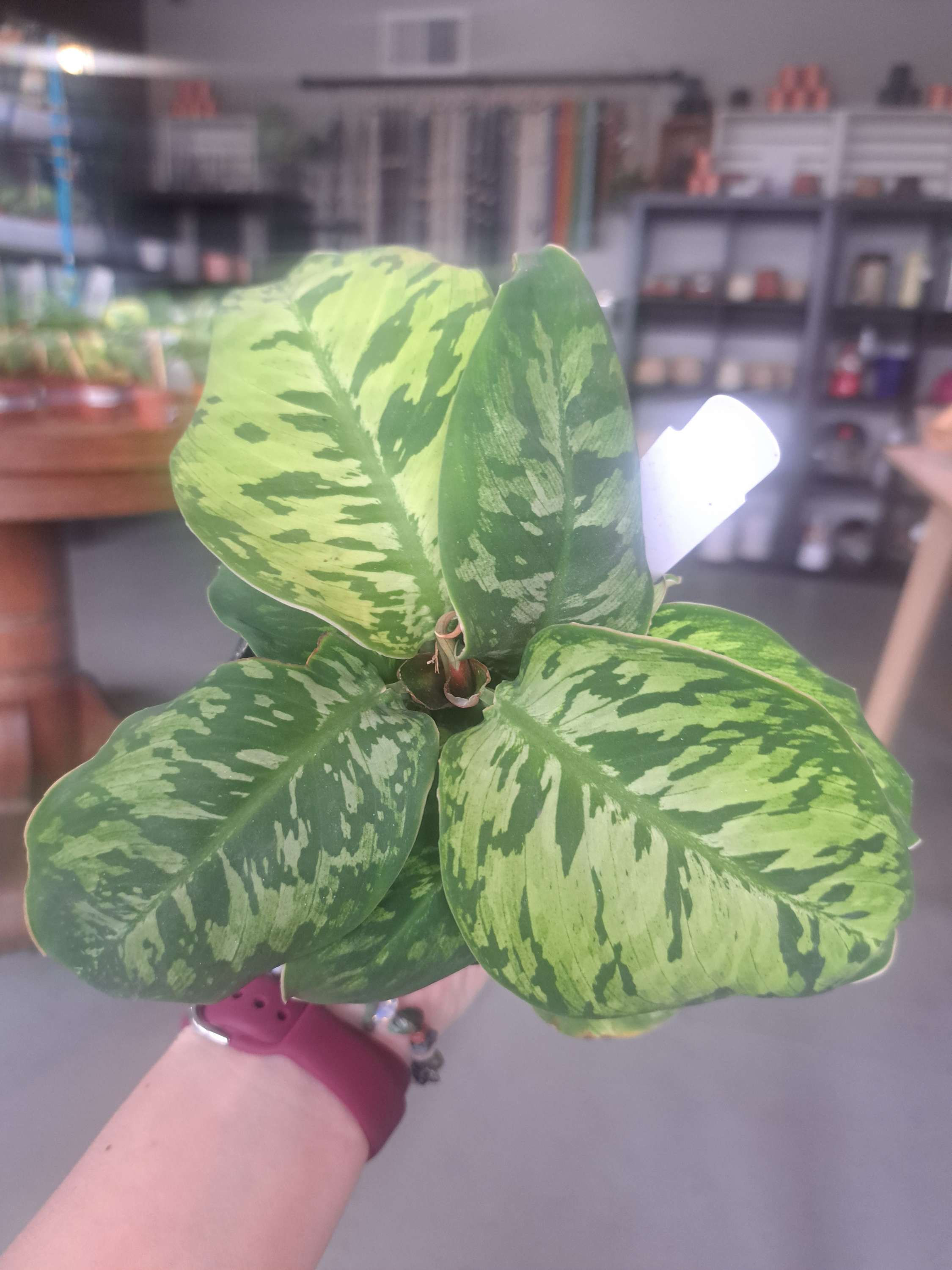 4" Homalomena Wallisii Camouflage