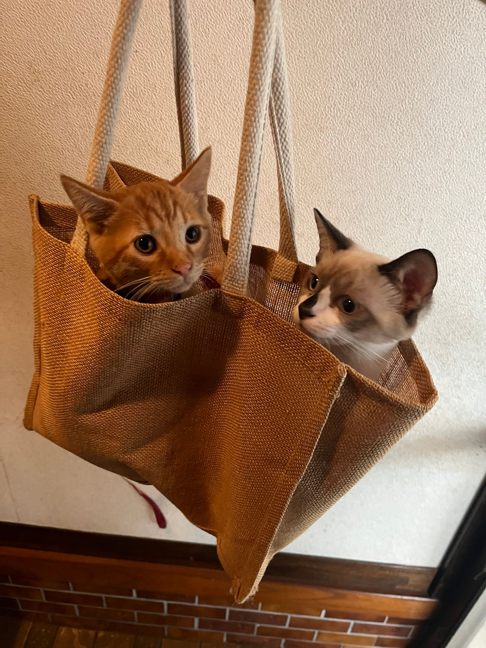 猫のご飯