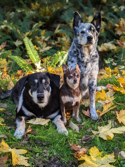 Max, Piglet, and Alice sitting in the grass with fall leaves surrounding them