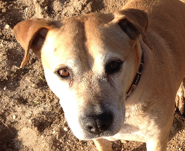 Ella (a dog) at the beach