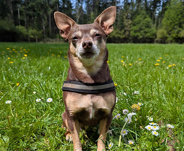 Piglet (a dog) sitting in a grassy field with flowers looking smug