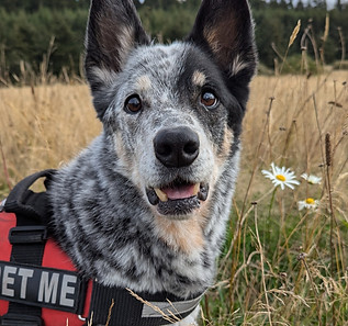 Alice (a dog) wearing her "Pet Me" harness in a field of grass