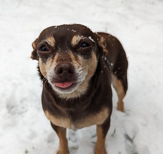 Piglet (a dog) sticking her tongue out in the snow