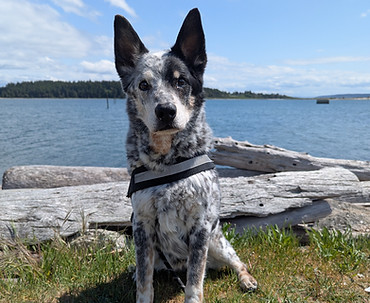 Alice (a dog) sitting in front of the bay on a sunny day