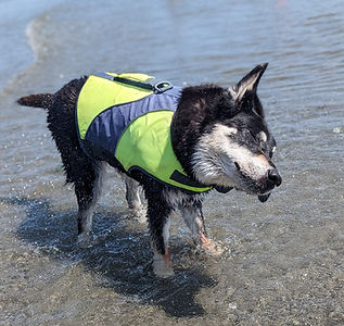 Max (a dog) in a life jacket shaking in the water