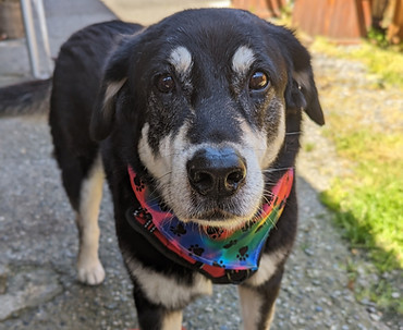 Max (a dog) wearing a tie-dye bandana