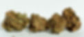 Citrus-Orchard-by-Sundial_edited.jpg