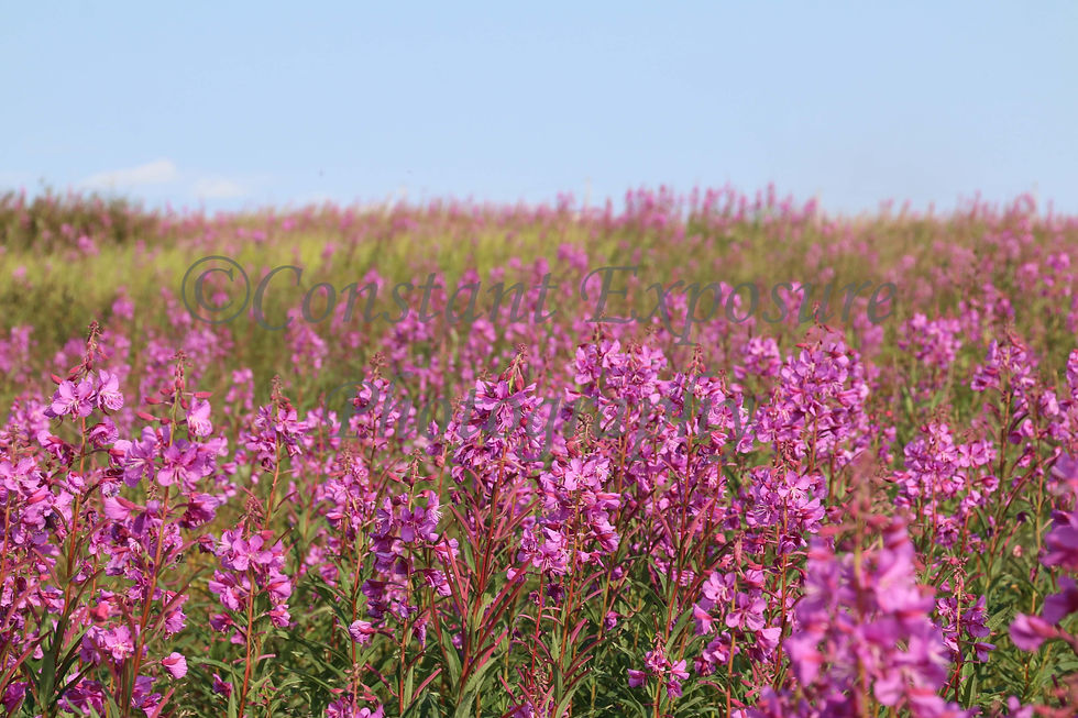 Thumbnail: Fireweed Greeting Card Bundle