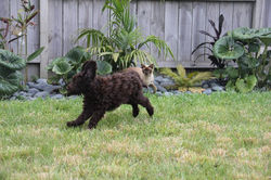 Chester and cat playing tiggy!