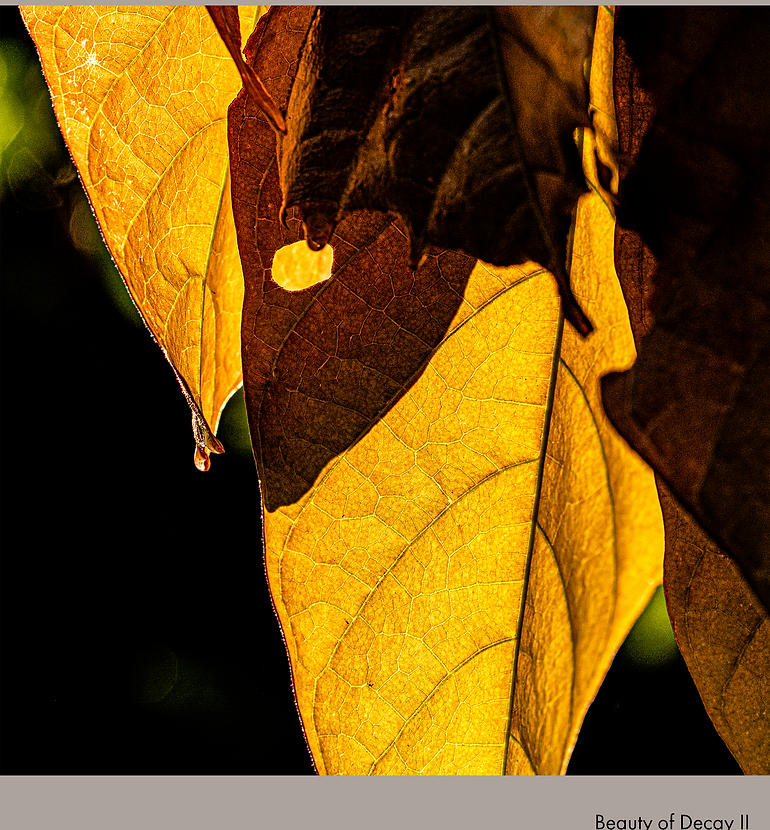 Beauty of Decay II.png