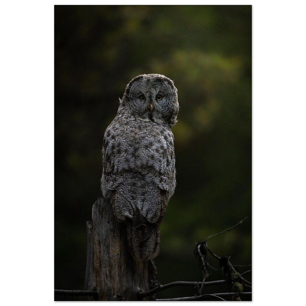 The Phantom of the North