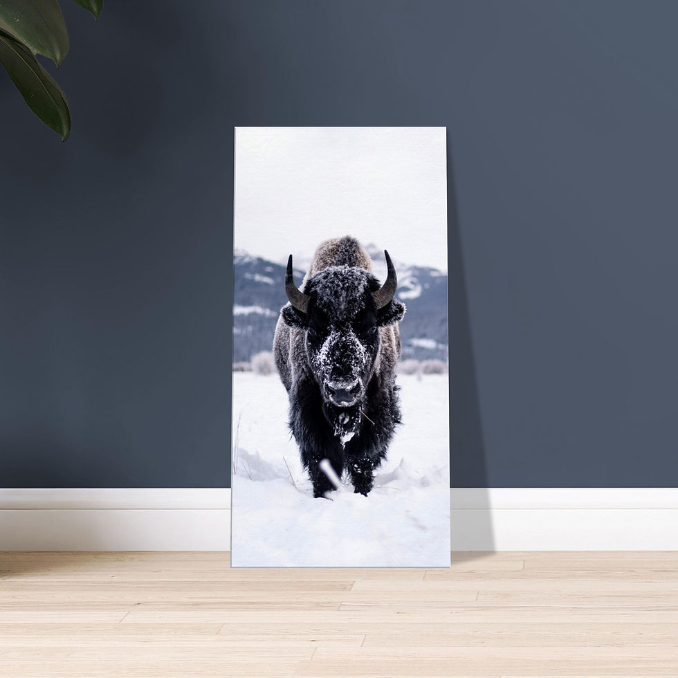 Thumbnail: Frost Covered Bison