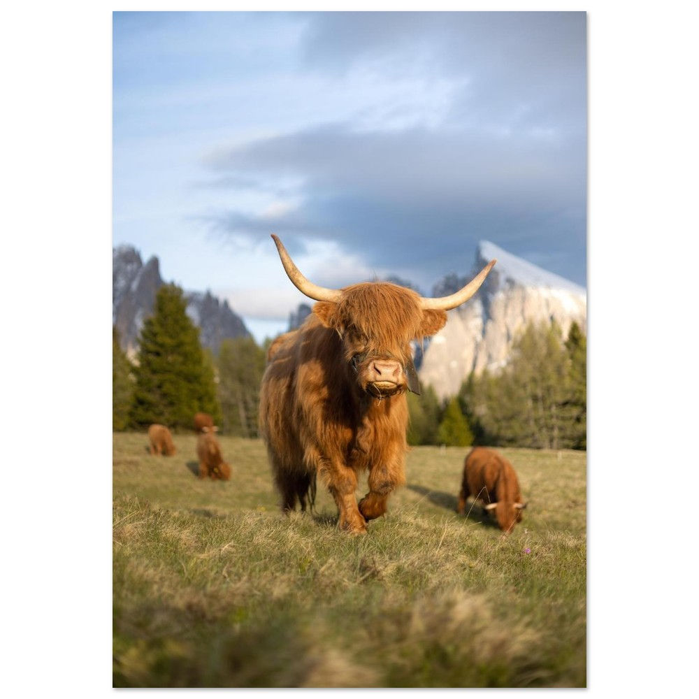 Highland Cattle