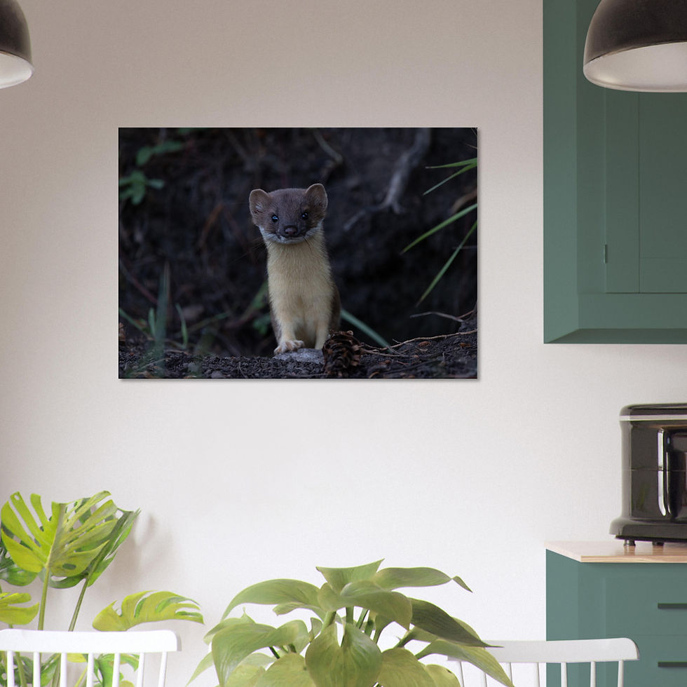 Thumbnail: A Weasel's World