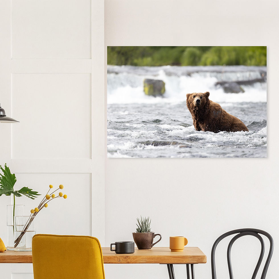 Thumbnail: River Bear